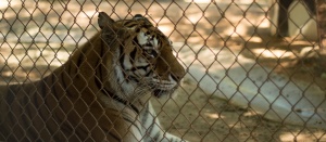 Tisha Mosley | Feature Fighters Begali basks in the sun at the Tiger Creek Refuge in Tyler, Texas.  The refuge, which works to educate the public about big cats also has an outreach program for tigers in the wild.  