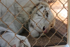 Alex Williams | Feature Fighters Nishchala gets playful at the 140 acre Tiger Creek Wildlife Refuge. The preserve is dedicated to rescuing big cats.  