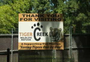 Tisha Mosley | Feature Fighters Tiger Creek Wildlife Refuge is a 140 acre refuge with over 30 rescued big cats including tigers and lions.  